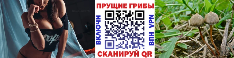 маркетплейс официальный сайт Себеж Галлюциногенные грибы Psilocybe